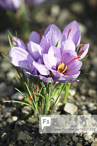 Saffron crocus flowers growing in the soil  ready for harvest