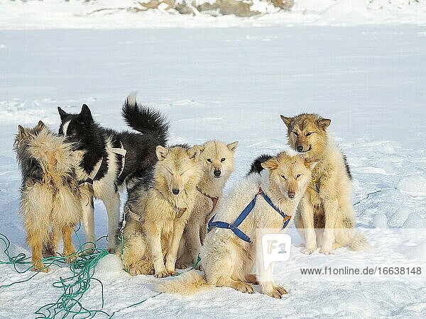 Schlittenhund im Nordwesten Grönlands im Winter. Kullorsuaq,  eine traditionelle grönländische Inuit-Siedlung in der Melville-Bucht. Amerika,  Nordamerika,  Grönland,  Dänemark.