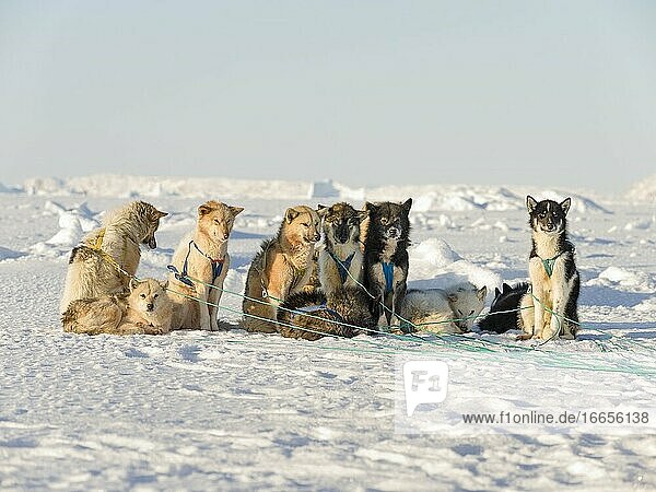 Schlittenhund im Nordwesten Grönlands im Winter auf dem Meereis der zugefrorenen Melville-Bucht. Kullorsuaq  eine traditionelle grönländische Inuit-Siedlung in der Melville-Bucht. Amerika  Nordamerika  Grönland  Dänemark.