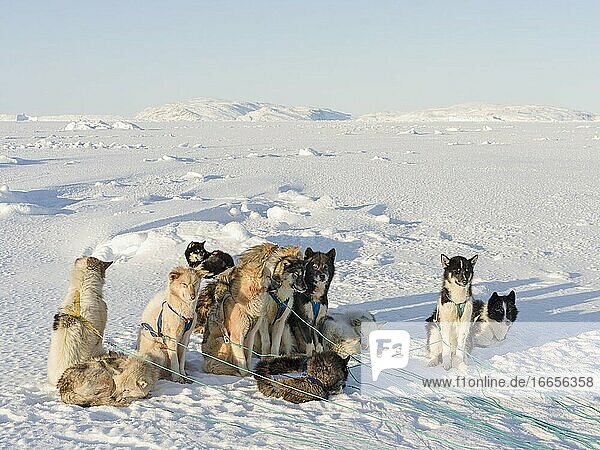 Schlittenhund im Nordwesten Grönlands im Winter auf dem Meereis der zugefrorenen Melville-Bucht. Kullorsuaq  eine traditionelle grönländische Inuit-Siedlung in der Melville-Bucht. Amerika  Nordamerika  Grönland  Dänemark.