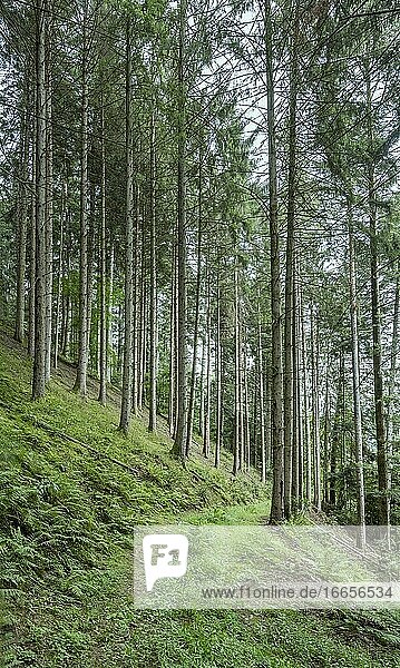 Landschaft mit grünem Weg am Hang zwischen hohen Bäumen im Wald  aufgenommen im Sommerlicht bei Ibach  Schwarzwald  Baden Wuttenberg  Deutschland.