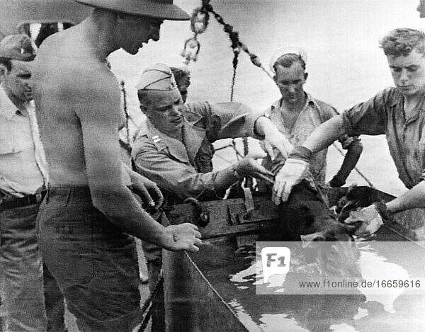 Bikini-Atoll  Marshallinseln  3. Juli 1946
Ein Armeeveterinär auf der USS Mckinley überwacht ein Calgon-Bad für Schweine  um alle anhaftenden Strahlungspartikel zu entfernen  während sie nach der Atombombenexplosion von den Zielschiffen geholt werden.