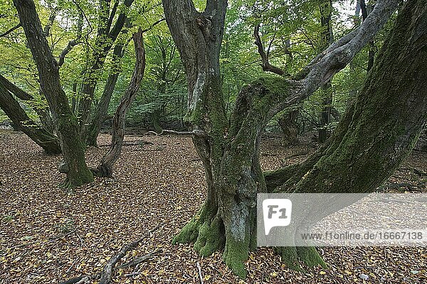 Alte Hainbuchen (Carpinus betulus) im Urwald Baumweg  Niedersachsen  Deutschland  Europa
