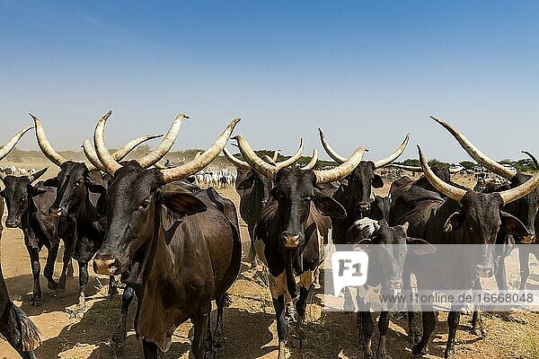 Caravan of Peul nomads with their animals in the Sahel of Niger