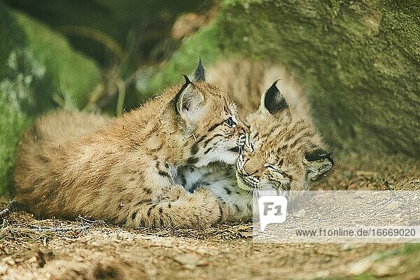 Eurasian lynx (Lynx lynx)  kitten playing on the forestground  captive  Germany  Europe