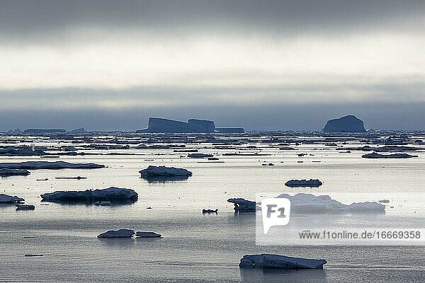 Eisberge im Meer  Nebel  mystische Stimmung  Ostküste Grönlands  Dänemark  Europa
