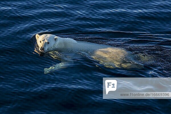 Schwimmender Eisbär im Meer  offenes Wasser  Ostküste Grönland  Dänemark  Europa