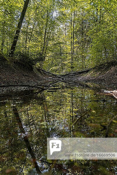 Laubbäume spiegeln sich in einer Wasserlacke im Wald  Oberbayern  Bayern  Deutschland  Europa