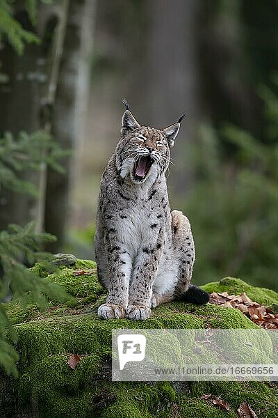Europäischer Luchs oder Nordluchs (Lynx lynx)  der auf einem Felsen stehend gähnt  Nationalpark Bayerischer Wald  Bayern  Deutschland  Europa