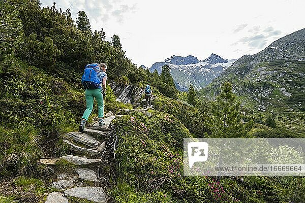 Hikers on the Berliner Höhenweg  in the back Großer and Kleiner Mörchner  Zillertal Alps  Zillertal  Tyrol  Austria  Europe