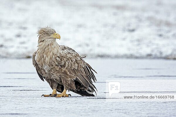 White-tailed eagle (Haliaeetus albicilla) foraging on frozen lake adult bird Kampinoski National Park Poland Europe