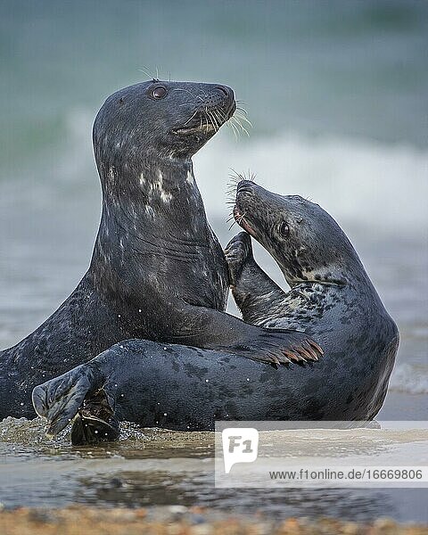 Grey seal (Halichoerus grypus) pair playing in the North Sea island Helgoland Germany Europe
