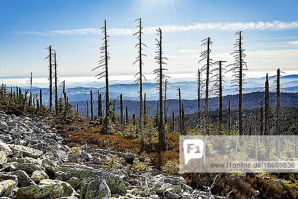 Dead spruces after bark beetle infestation on the mountain Lusen Bavarian Forest National Park Finsterau Bavaria Germany Europe