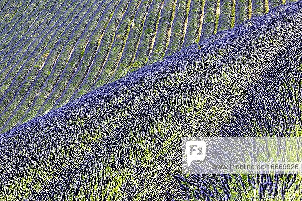 Field of lavender (Lavandula angustifolia) near Banon Luberon Provence France Europe