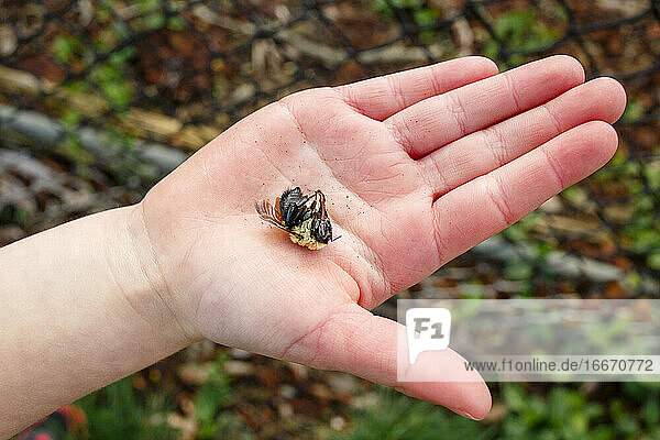 A small child's hand reaches out holding a dead bumblebee in her palm