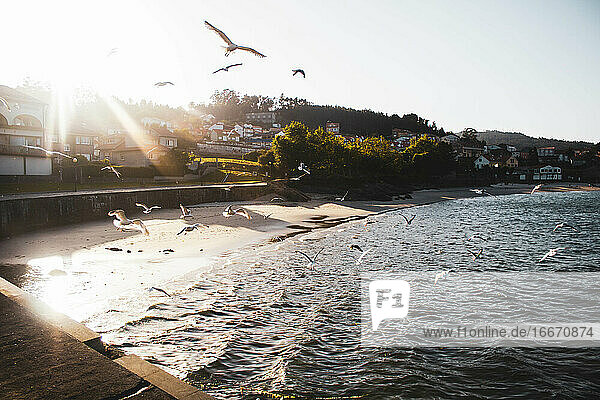 seagulls flying on the beach against village houses and sunset