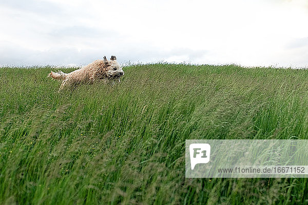 Ein flauschiger Hund läuft und springt durch das hohe Gras auf einem Feld.
