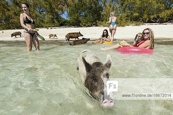Freundinnen mit Schweinen am Strand an einem sonnigen Tag