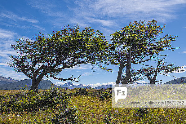 Vom Winde verwehte Bäume  Tierra del Fuego  Argentinien