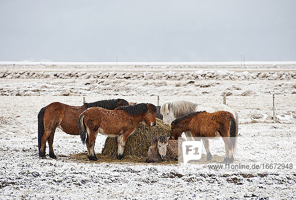 Islandpferde auf einem Feld in verschneiter Winterlandschaft