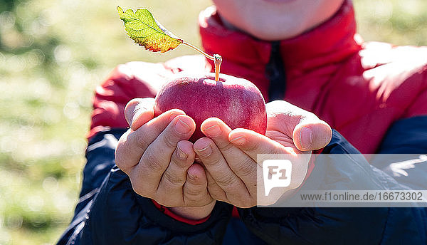 Nahaufnahme eines Jungen  der draußen einen frisch gepflückten Apfel hält.