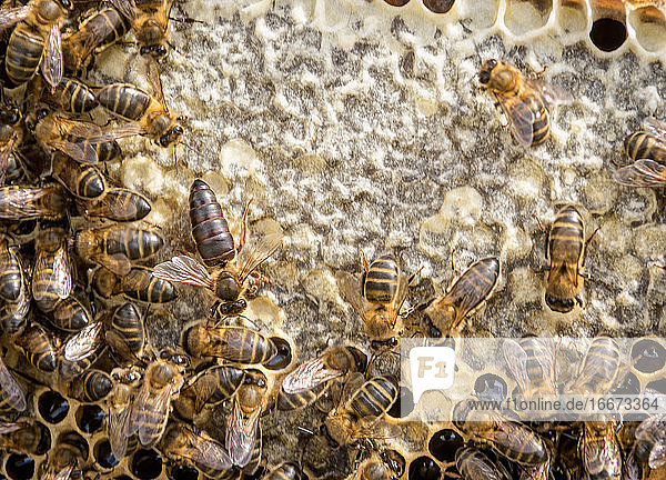 Bienenvölker der Herrin. Die Bienenkönigin ist größer als die Arbeitsbiene. Quee