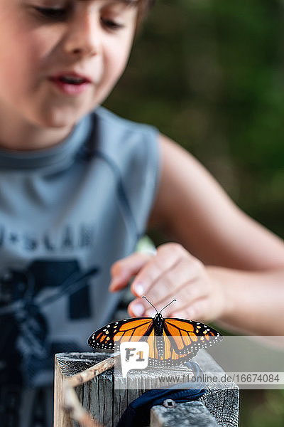 Ein kleiner Junge betrachtet einen Monarchfalter  der sich auf einem Geländer ausruht.