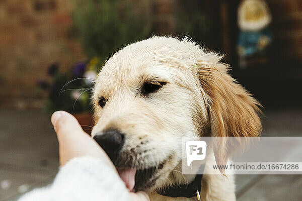 Close up of golden retriever labrador puppy dog licking hand