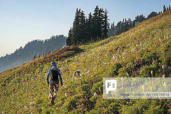 Männlicher Wanderer  der durch eine alpine Wiese mit Wildblumen wandert