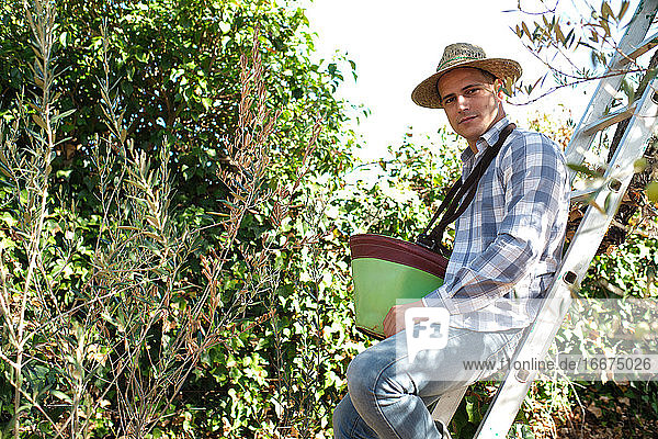 Junge arbeitet bei der Olivenernte auf einer Leiter