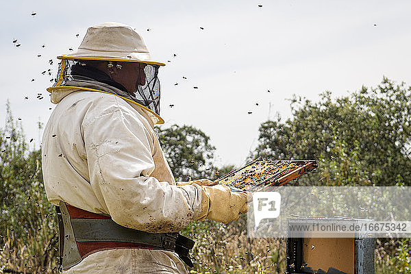 Ländlicher und natürlicher Imker  der den Honig aus den Bienenstöcken sammelt