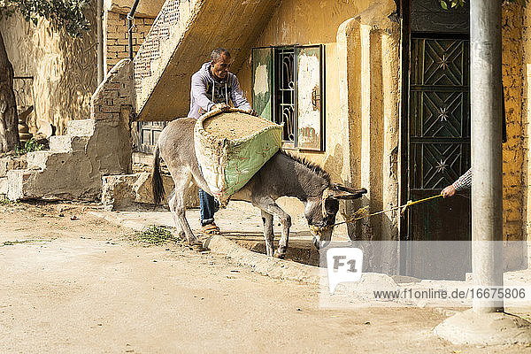 Zwei Männer lenken einen Esel in ein Haus in Giza  Ägypten