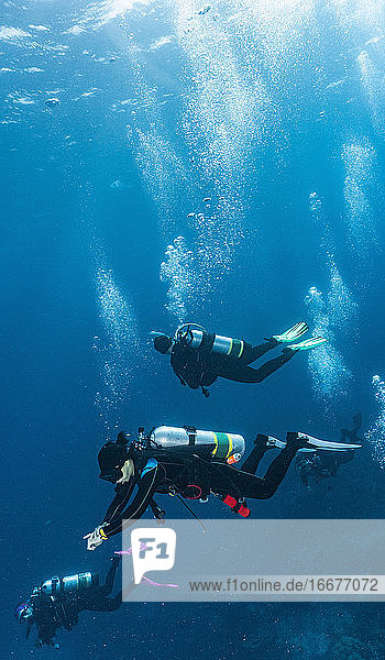 divers descending into the blue at the Great Barrier Reef