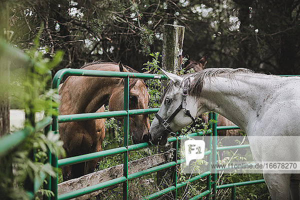Zwei Quarter Horses begegnen sich zum ersten Mal