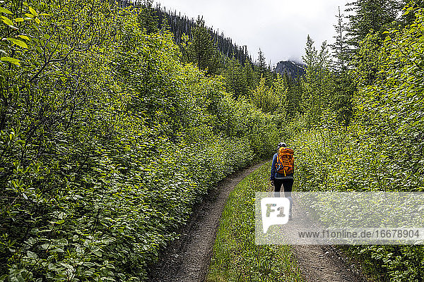 Back view of unrecognizable tourist with backpack walking alone on narrow path leading through green lush forest during hiking in summertime in British Columbia