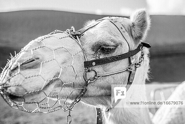 Das Lächeln des Kamels auf Lanzarote