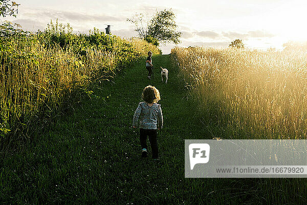 Two children taking their puppy on a summer evening walk in a field