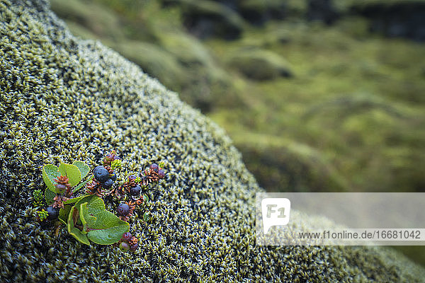 Detailaufnahme von Pflanzen  die auf einem moosbewachsenen Lavafeld wachsen  Südisland  Island