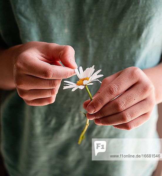Close up of a child's hands picking petals off of a daisy flower.