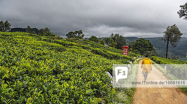 Mann in gelbem Regenmantel geht durch eine Teeplantage in Sri Lanka
