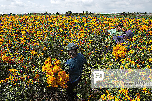 Eine Gruppe von Arbeitern pflückt Cempasúchil-Blüten auf einem Feld in Puebla.