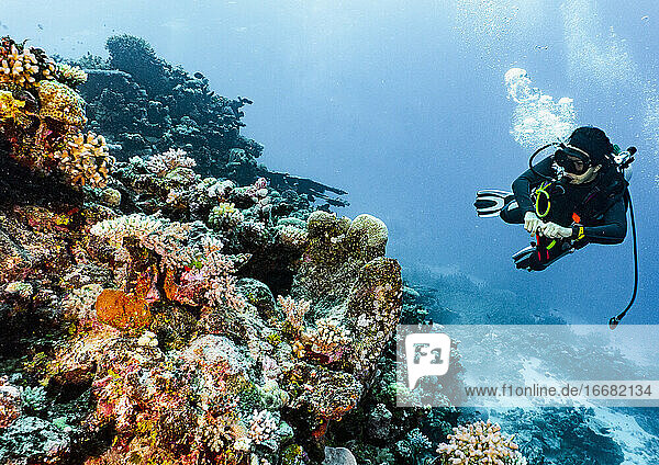 Taucher bei der Erforschung von Korallen am Great Barrier Reef