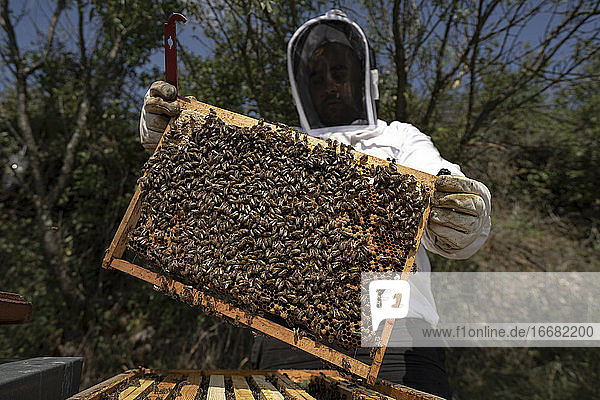 Weitwinkel  Imker betrachtet Honigwaben im Bild