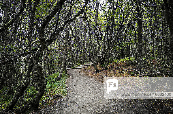 Wanderweg inmitten von Bäumen  Lapataia  Tierra del Fuego National Park  Ushuaia  Patagonien  Argentinien