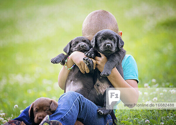 Young Boy Holding Two Lab Puppies