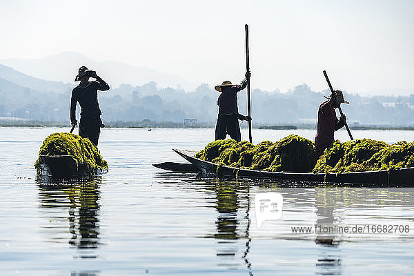 Men harvesting seaweed from Lake Inle  Nyaungshwe  Myanmar