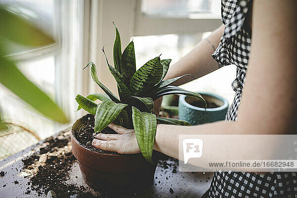 Junge Frau topft eine Pflanze um und arbeitet ihre Hände in die Erde