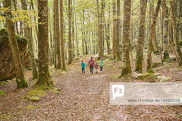 Family walking in a beech forest