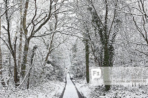 Weg durch den Wald im Winter
