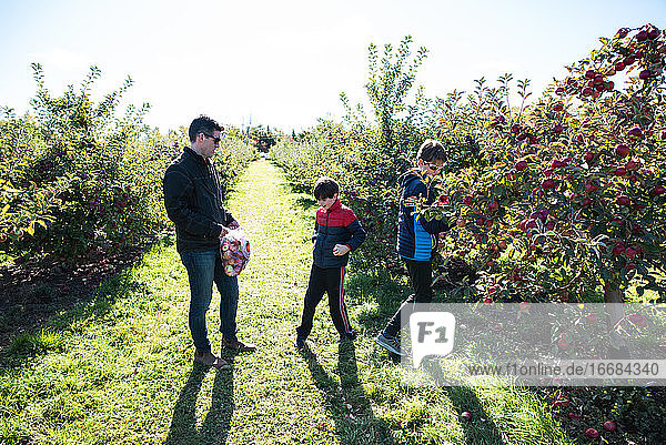 Father and sons picking apples in an orchard on a sunny fall day.